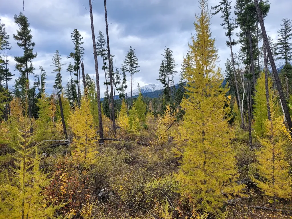 Nhn Swan Lake Overlook Bigfork MT 59911