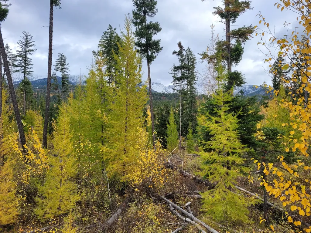 Nhn Swan Lake Overlook Bigfork MT 59911