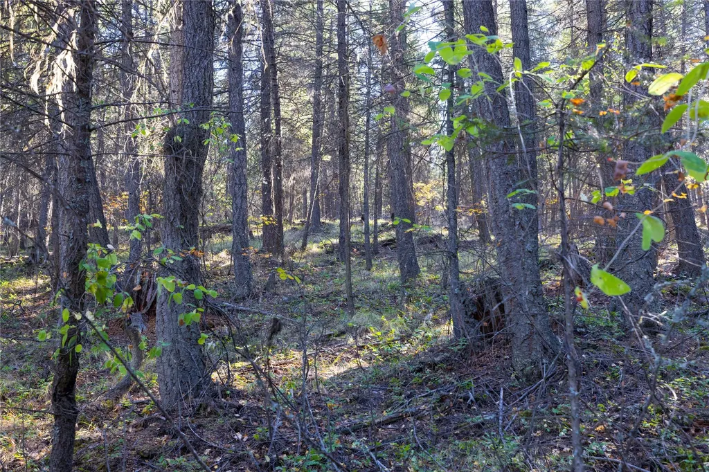 10 Acres Gut Creek Road Rexford MT 59930