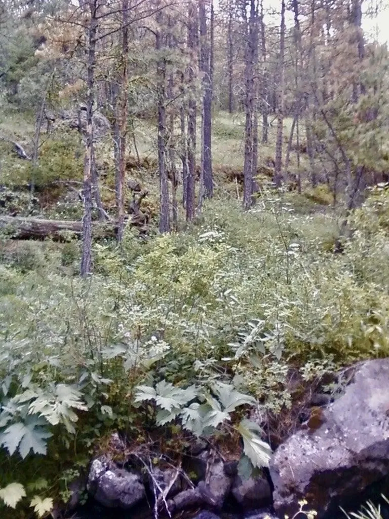 00 Box Canyon Lane Cascade MT 59421