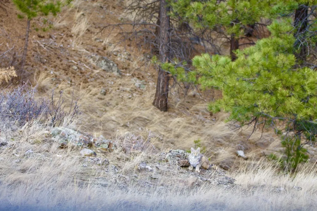 00 Box Canyon Lane Cascade MT 59421