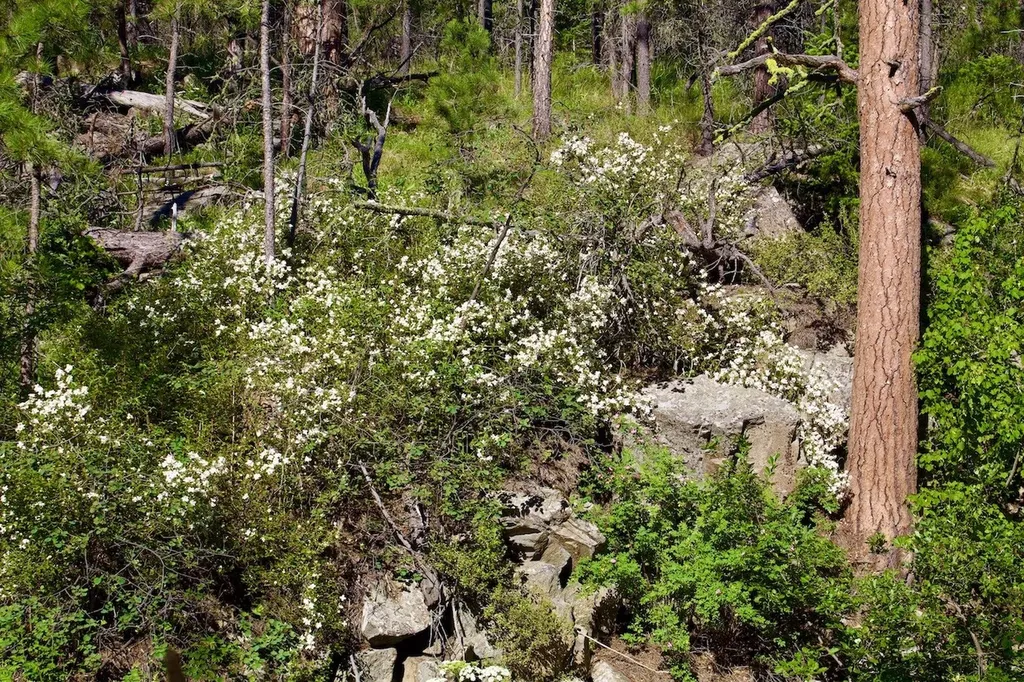 00 Box Canyon Lane Cascade MT 59421