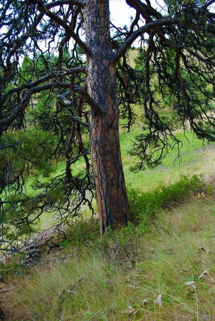 00 Box Canyon Lane Cascade MT 59421
