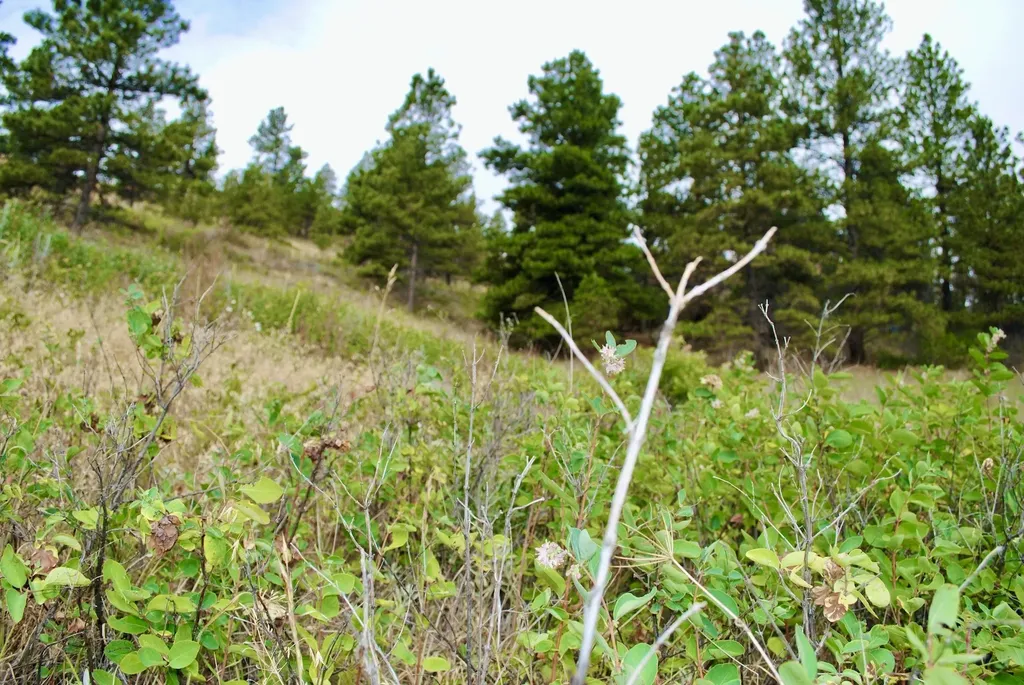 00 Box Canyon Lane Cascade MT 59421
