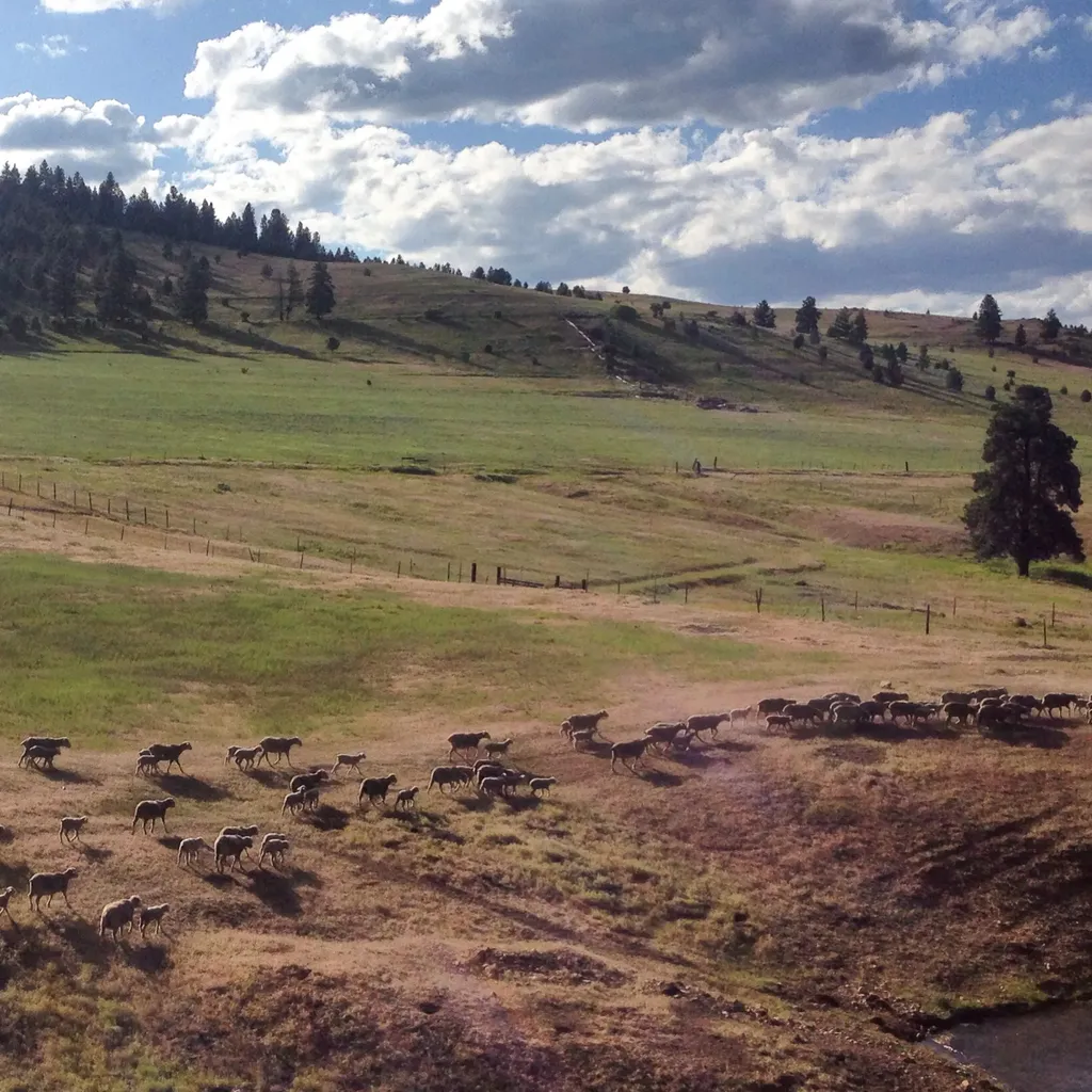 Nhn Maclay Road Lolo MT 59847