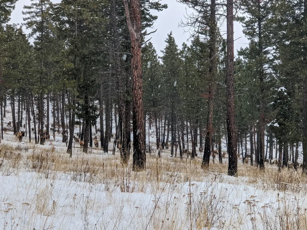 Nhn Maclay Road Lolo MT 59847