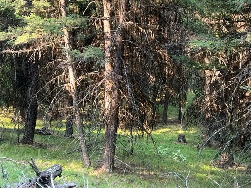 433 Stage Coach Drive Seeley Lake MT 59868