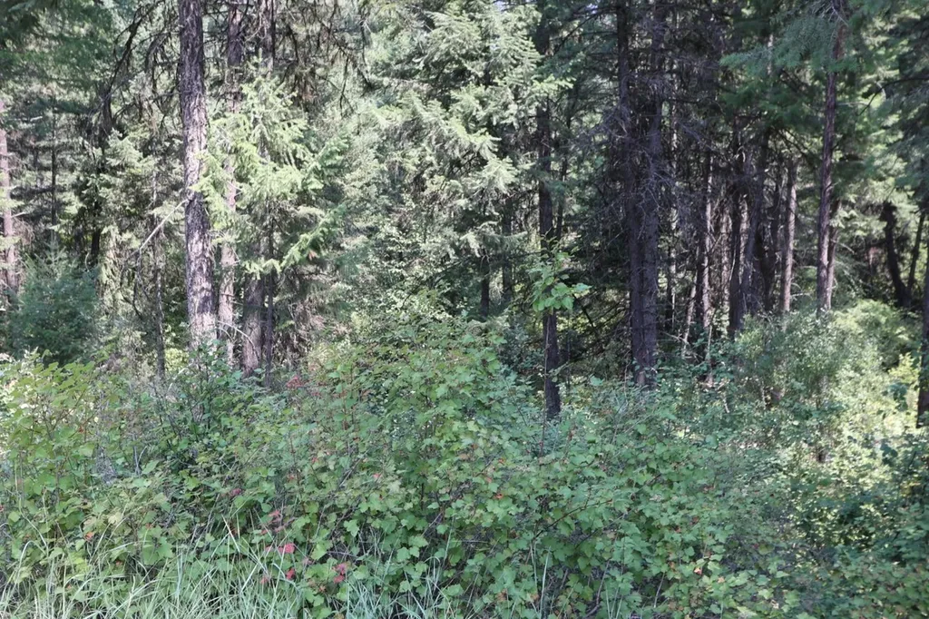 Nhn Tract 1c E Fork Combest Creek Road Plains MT 59859