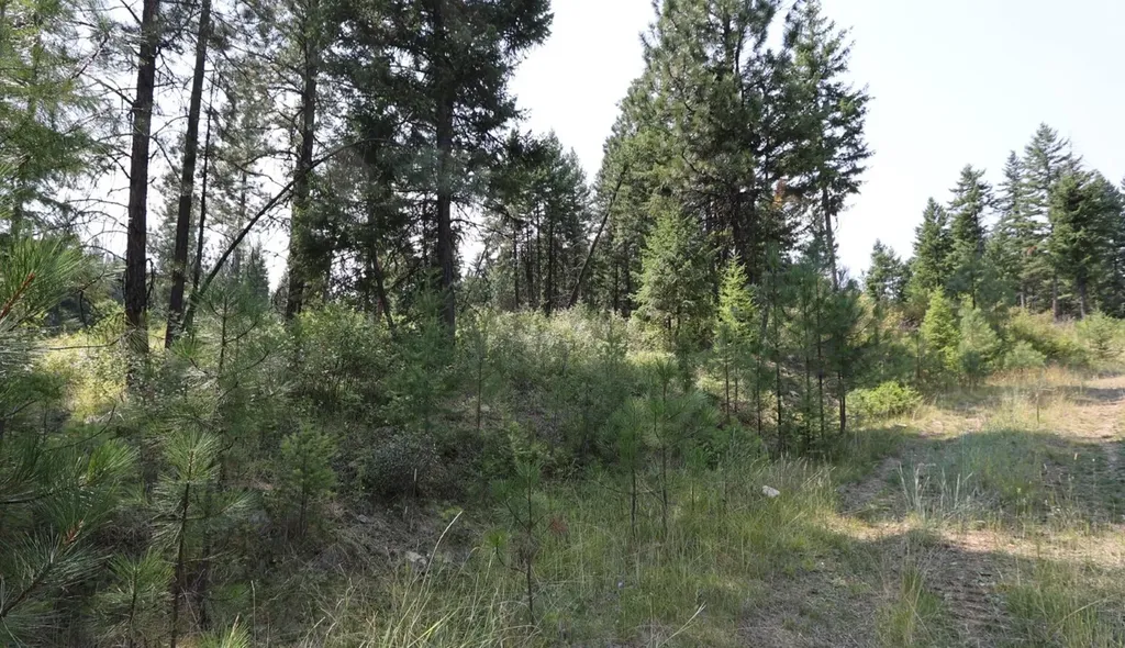 Nhn Tract 1c E Fork Combest Creek Road Plains MT 59859
