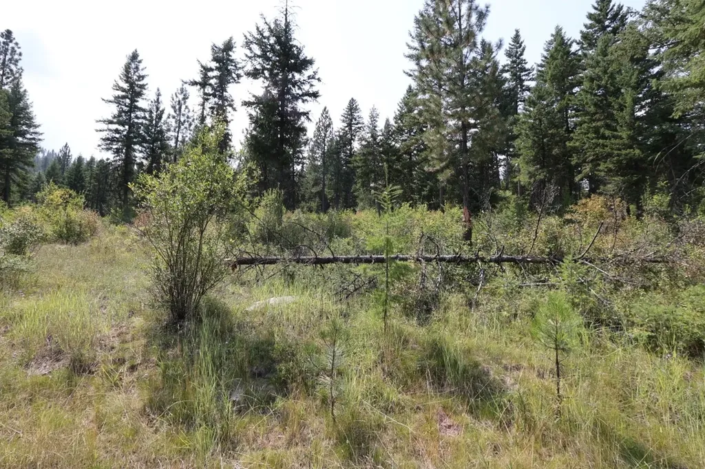 Nhn Tract 1c E Fork Combest Creek Road Plains MT 59859