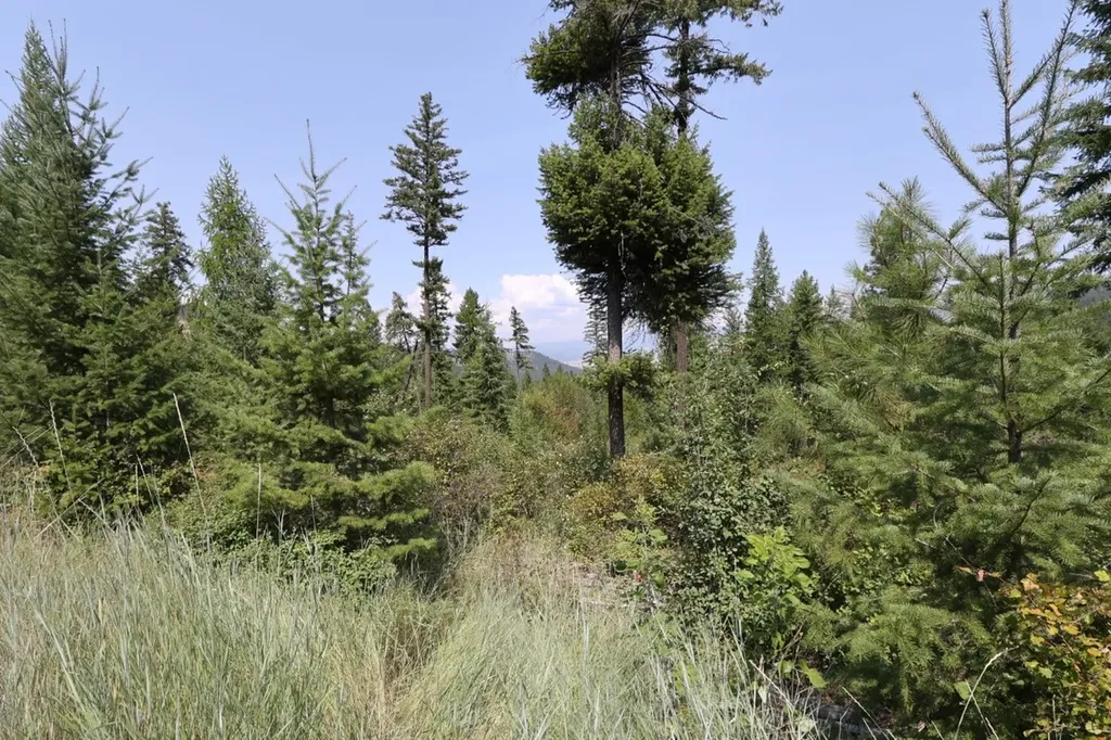 Nhn Tract 1c E Fork Combest Creek Road Plains MT 59859