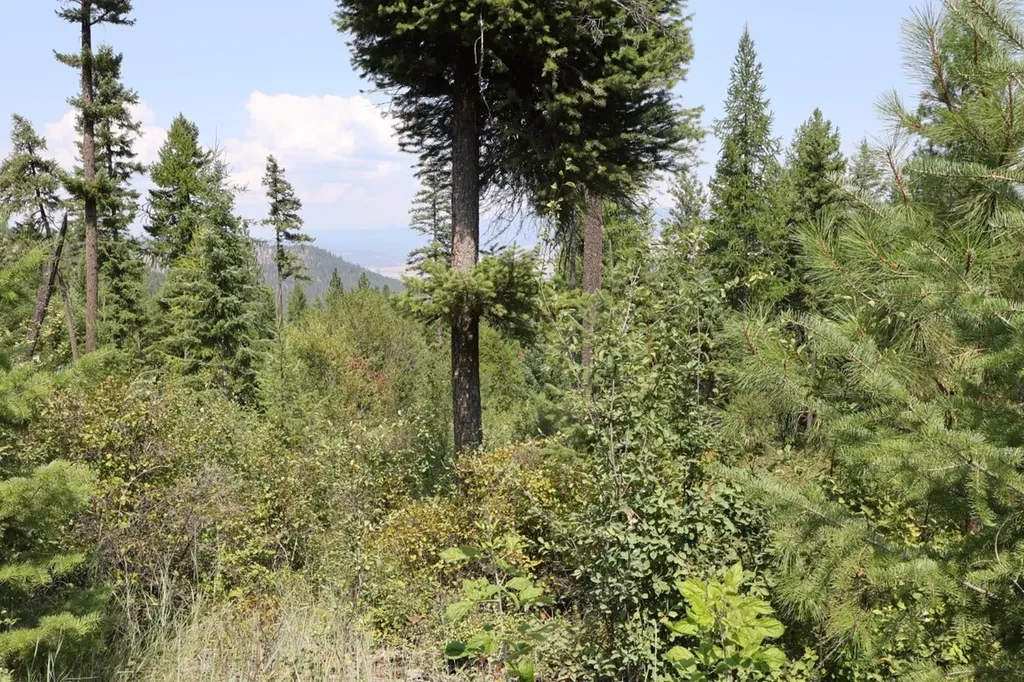 Nhn Tract 1c E Fork Combest Creek Road Plains MT 59859