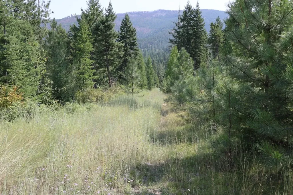 Nhn Tract 1c E Fork Combest Creek Road Plains MT 59859
