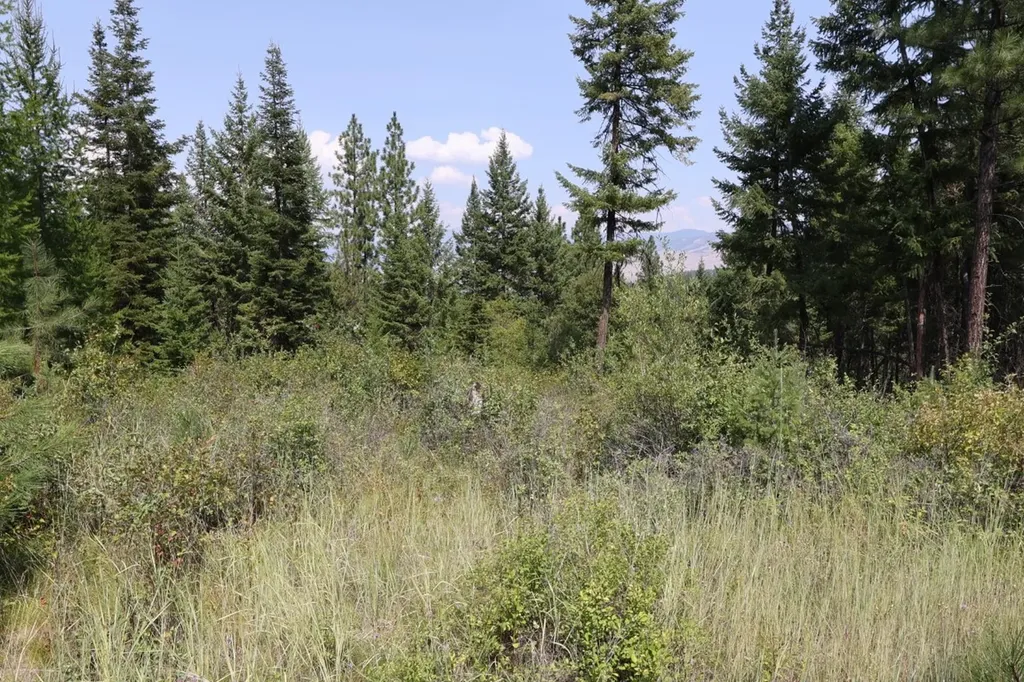 Nhn Tract 1c E Fork Combest Creek Road Plains MT 59859