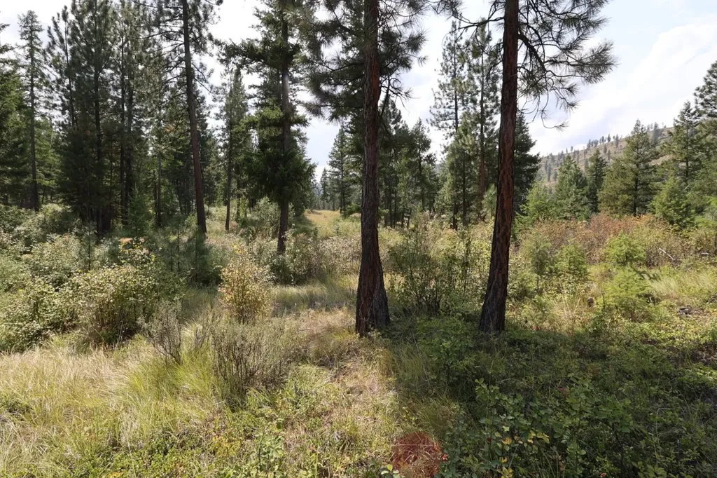 Nhn Tract 1c E Fork Combest Creek Road Plains MT 59859
