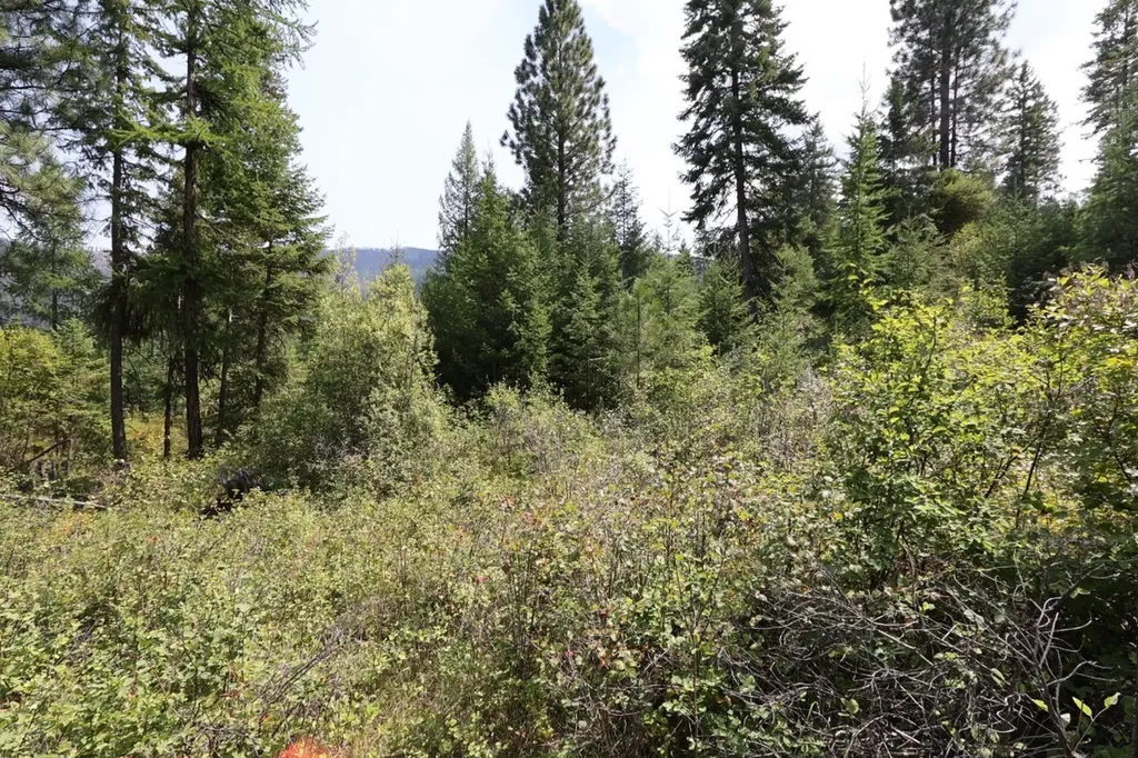 Nhn Tract 1c E Fork Combest Creek Road Plains MT 59859