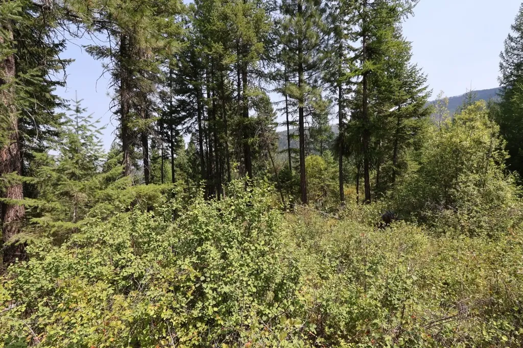 Nhn Tract 1c E Fork Combest Creek Road Plains MT 59859