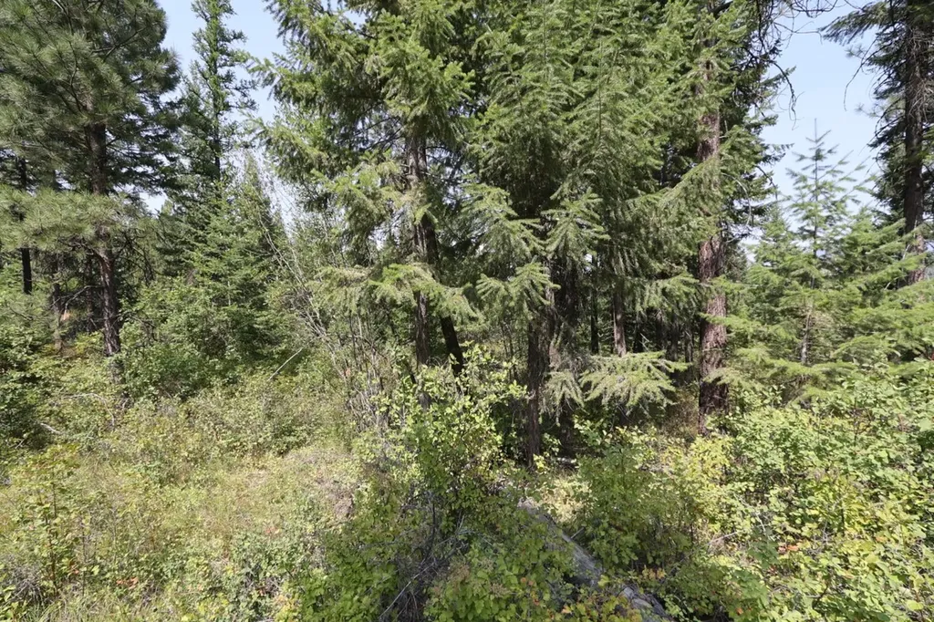 Nhn Tract 1c E Fork Combest Creek Road Plains MT 59859