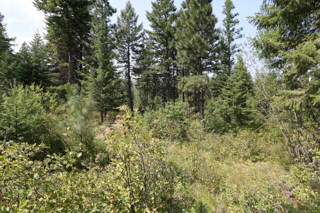 Nhn Tract 1c E Fork Combest Creek Road Plains MT 59859