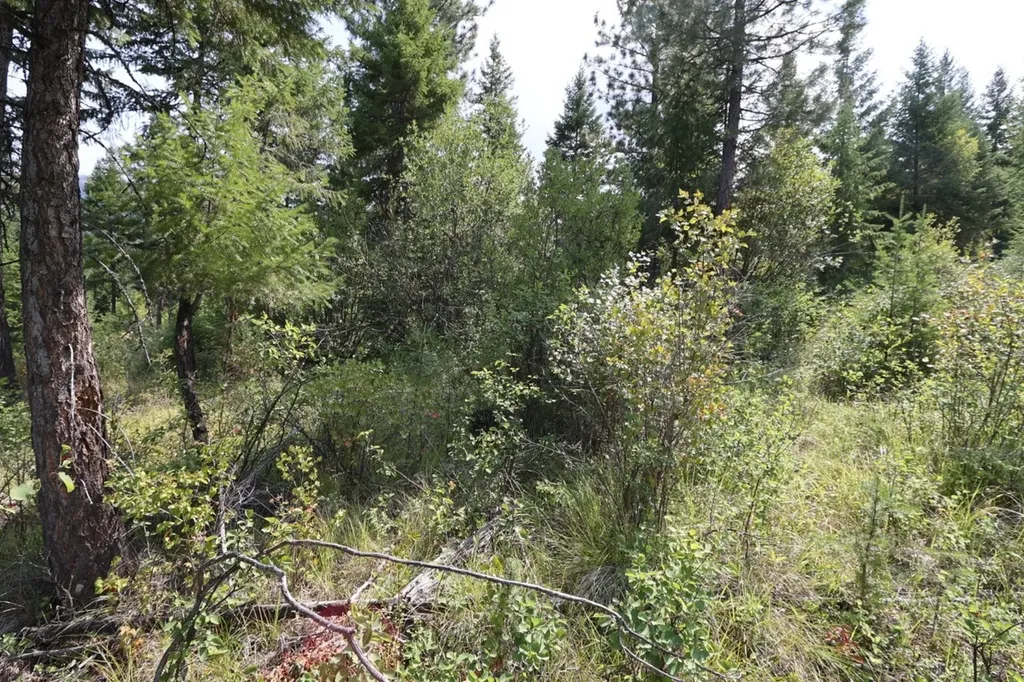 Nhn Tract 1c E Fork Combest Creek Road Plains MT 59859