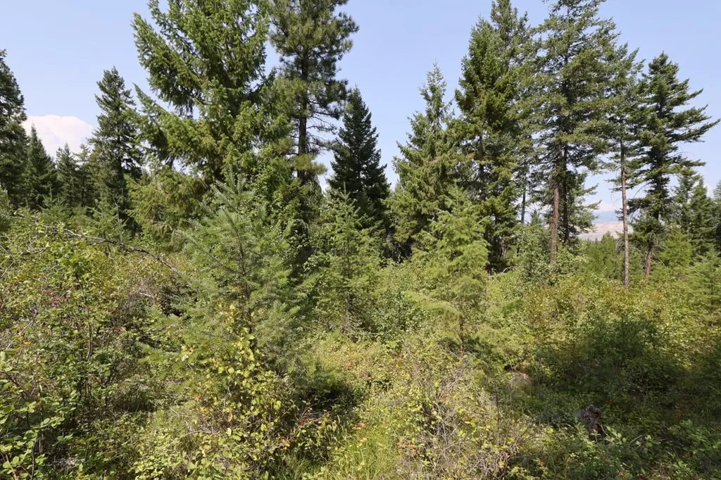 Nhn Tract 1c E Fork Combest Creek Road Plains MT 59859