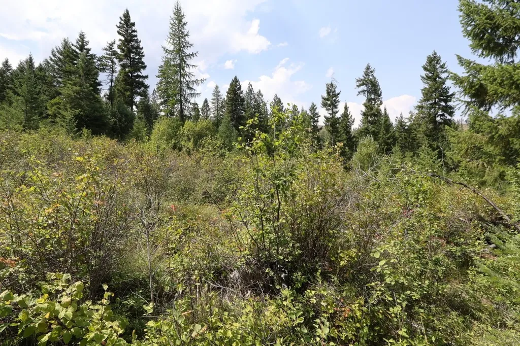 Nhn Tract 1c E Fork Combest Creek Road Plains MT 59859
