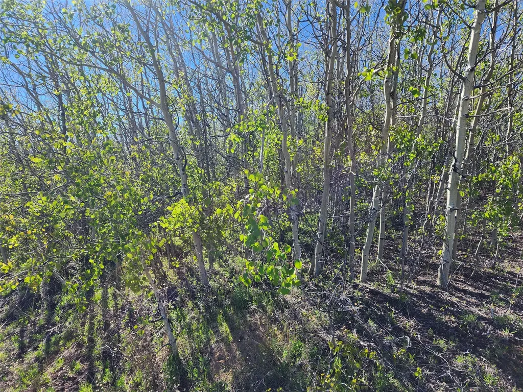 Nhn Alpha Lode & Alpha Fraction Lode, Alpha Trail Anaconda MT 59711