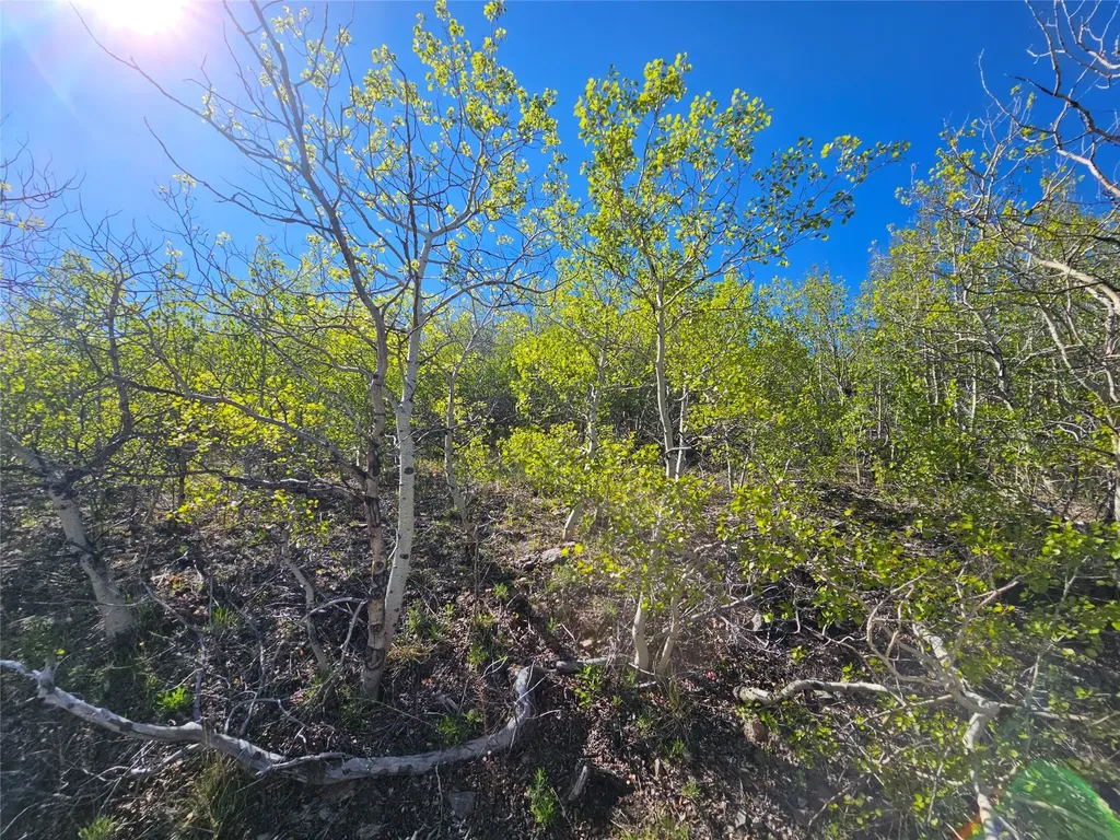 Nhn Alpha Lode & Alpha Fraction Lode, Alpha Trail Anaconda MT 59711