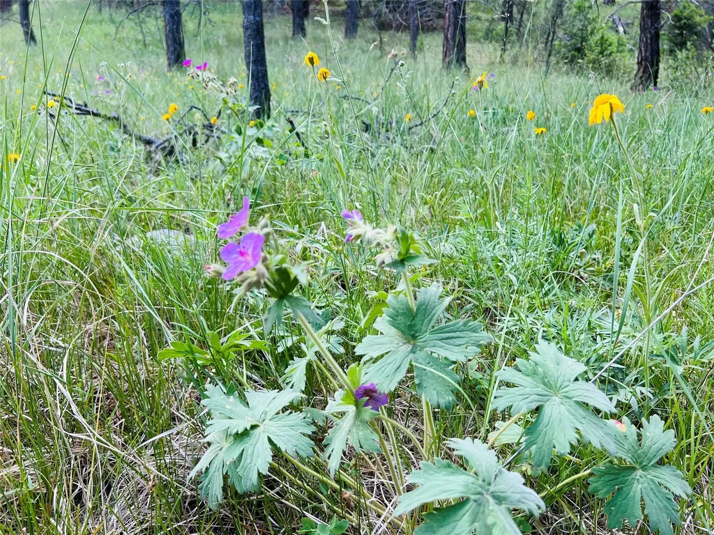 Nhn Upper Andy Creek Lane Cascade MT 59421