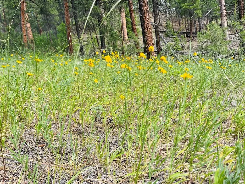 Nhn Upper Andy Creek Lane Cascade MT 59421