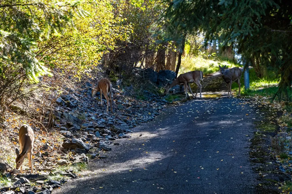 266 Eagle Bend Drive Bigfork MT 59911