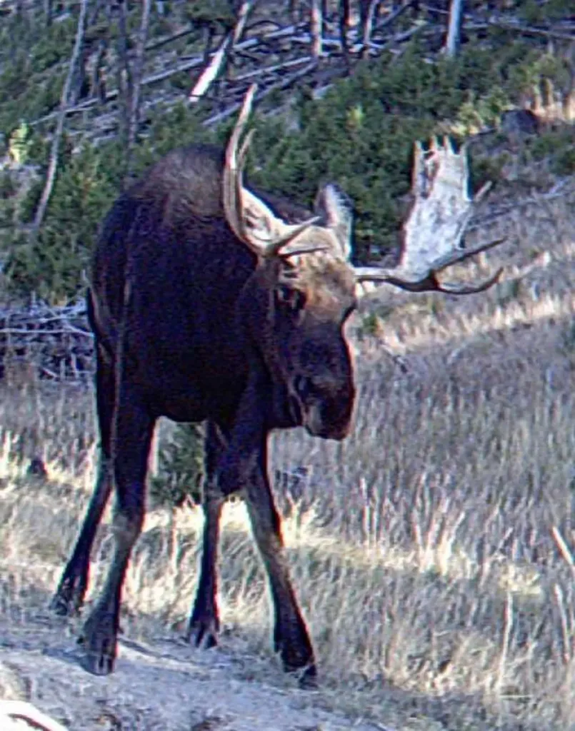 8229 Dead End Trail Lincoln MT 59639