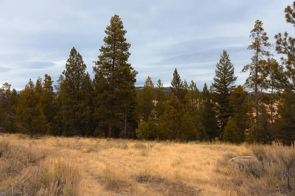 3358 Strandskov Road Lincoln MT 59639