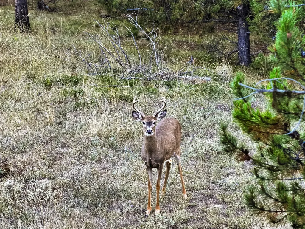 200 Hubbart Dam Road Marion MT 59925