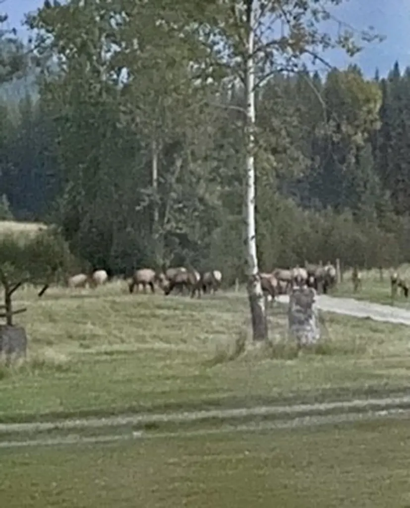 1876 Timber Creek Road Haugan MT 59866