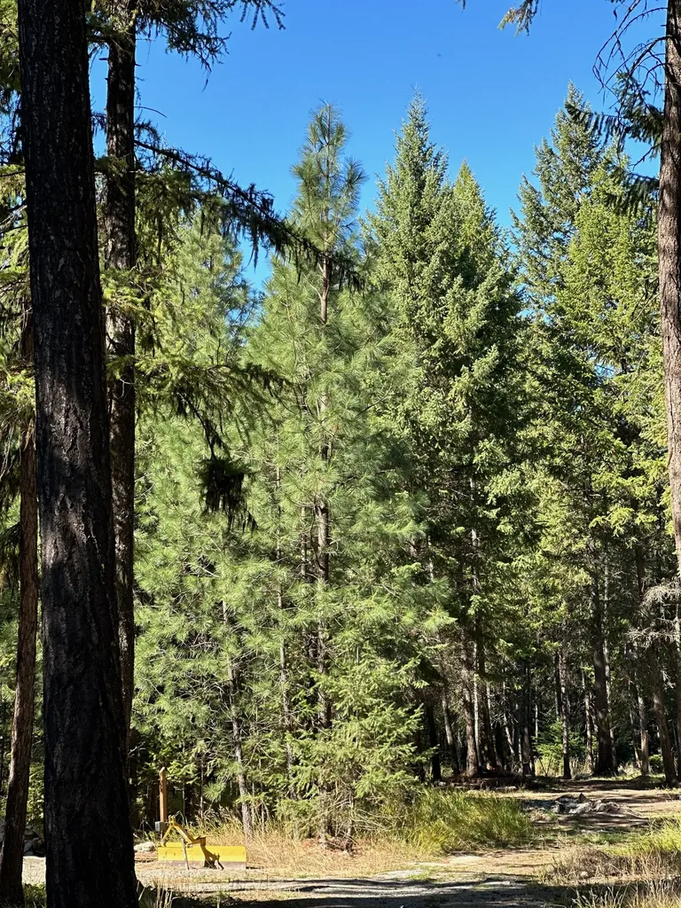 26 Tamarack Lane Thompson Falls MT 59873