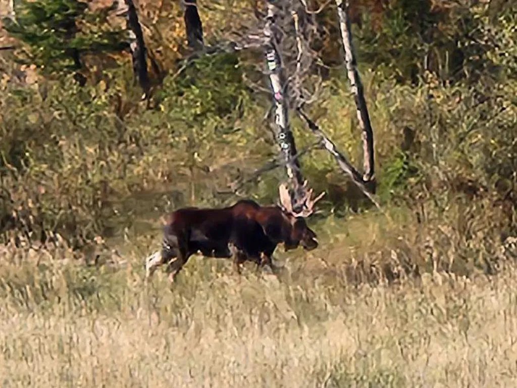 Nhn Chestnut Road Bozeman MT 59715