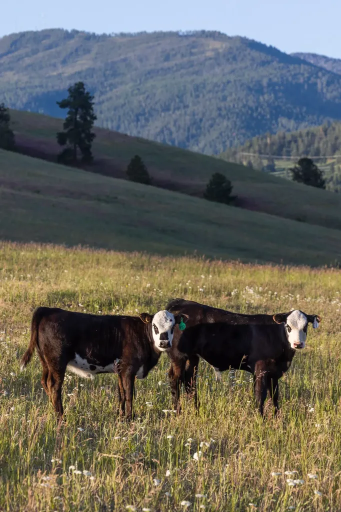 8925 Lavalle Creek Road Missoula MT 59808