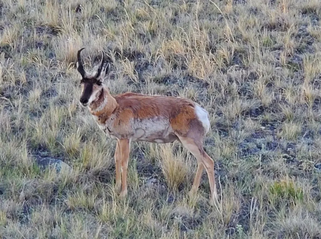 Nhn W Pishkun Lane Augusta MT 59410