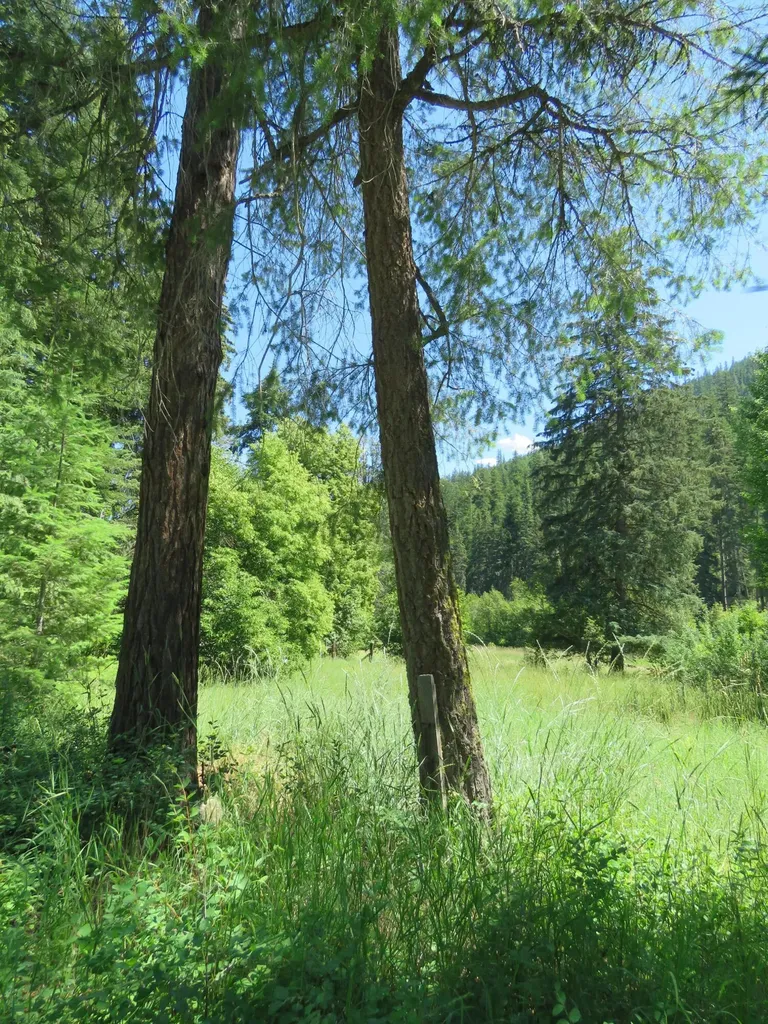 2013 Five Mile Creek Road Libby MT 59923