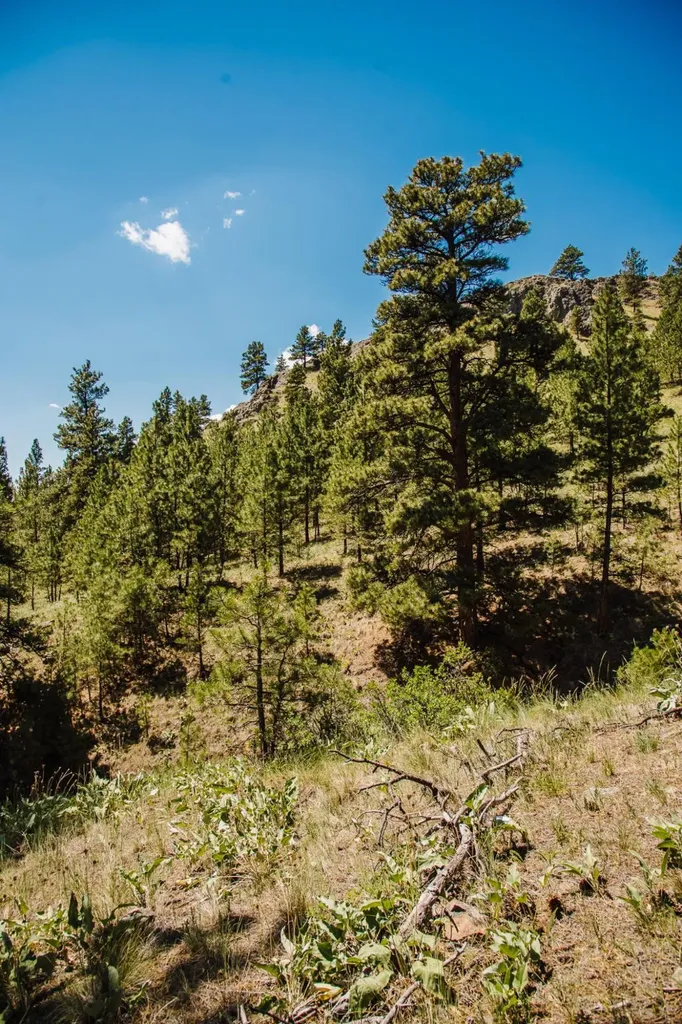 Lot 23 Dearborn River Road Cascade MT 59421
