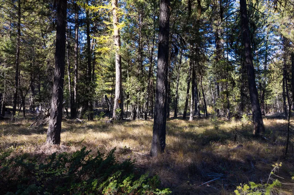Nhn Gut Creek Road Eureka MT 59917