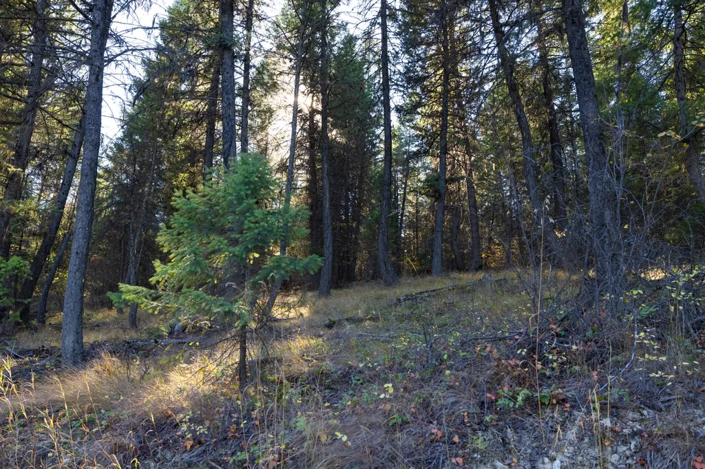 Nhn Gut Creek Road Eureka MT 59917