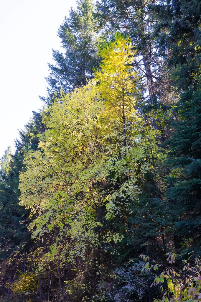Nhn Gut Creek Road Eureka MT 59917