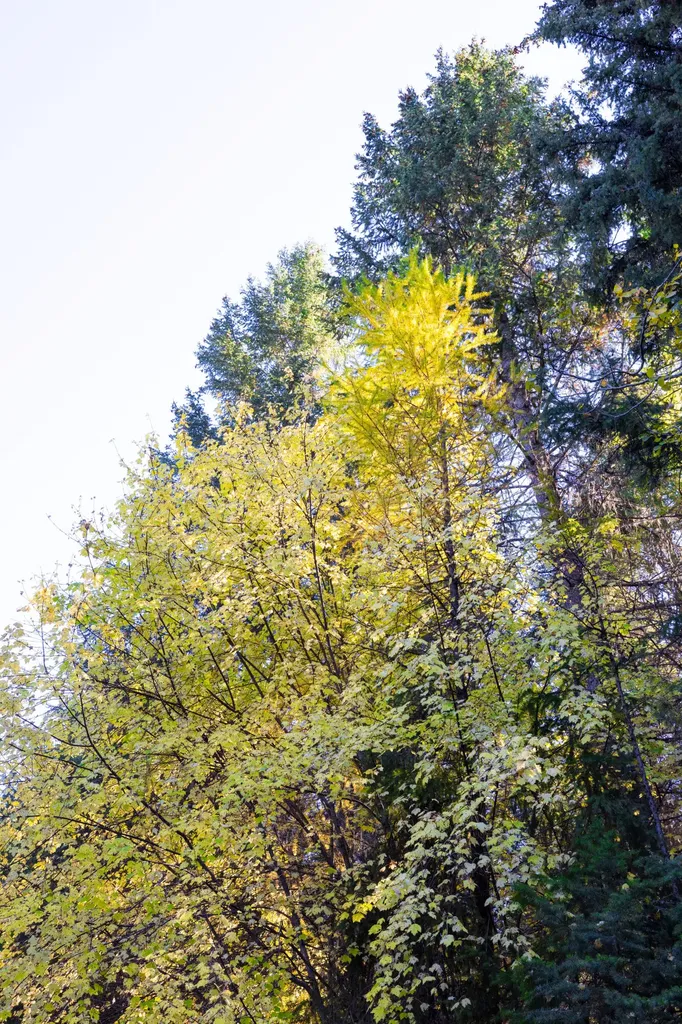 Nhn Gut Creek Road Eureka MT 59917