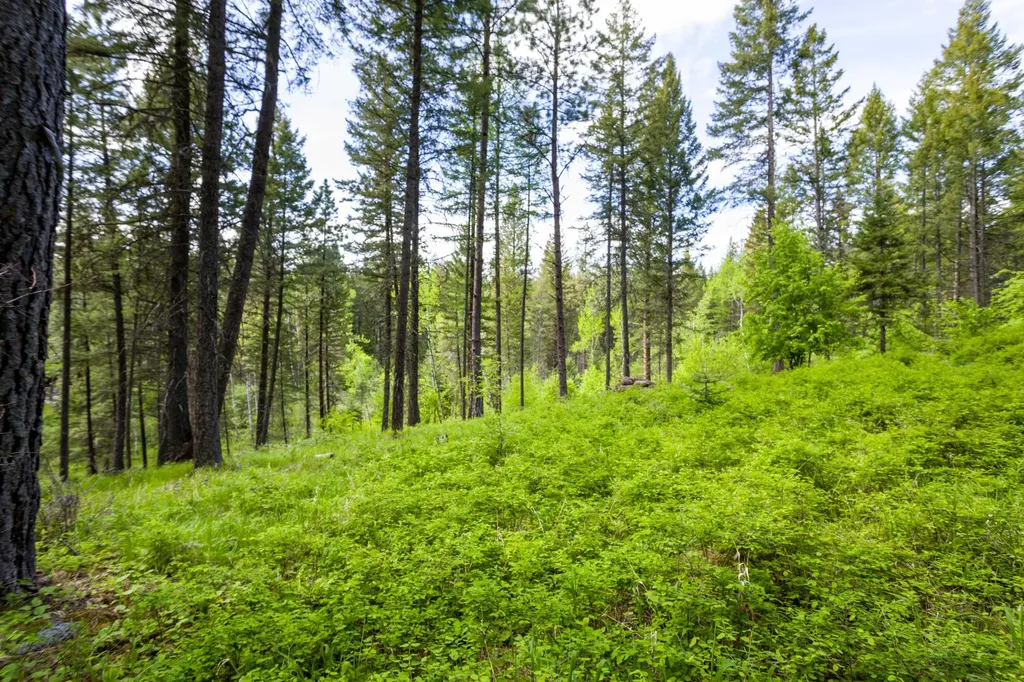 616 Ranch Road Bigfork MT 59911