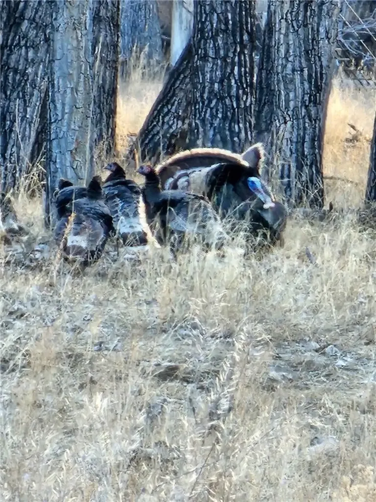 Tbd County Road 147a Custer MT 59024