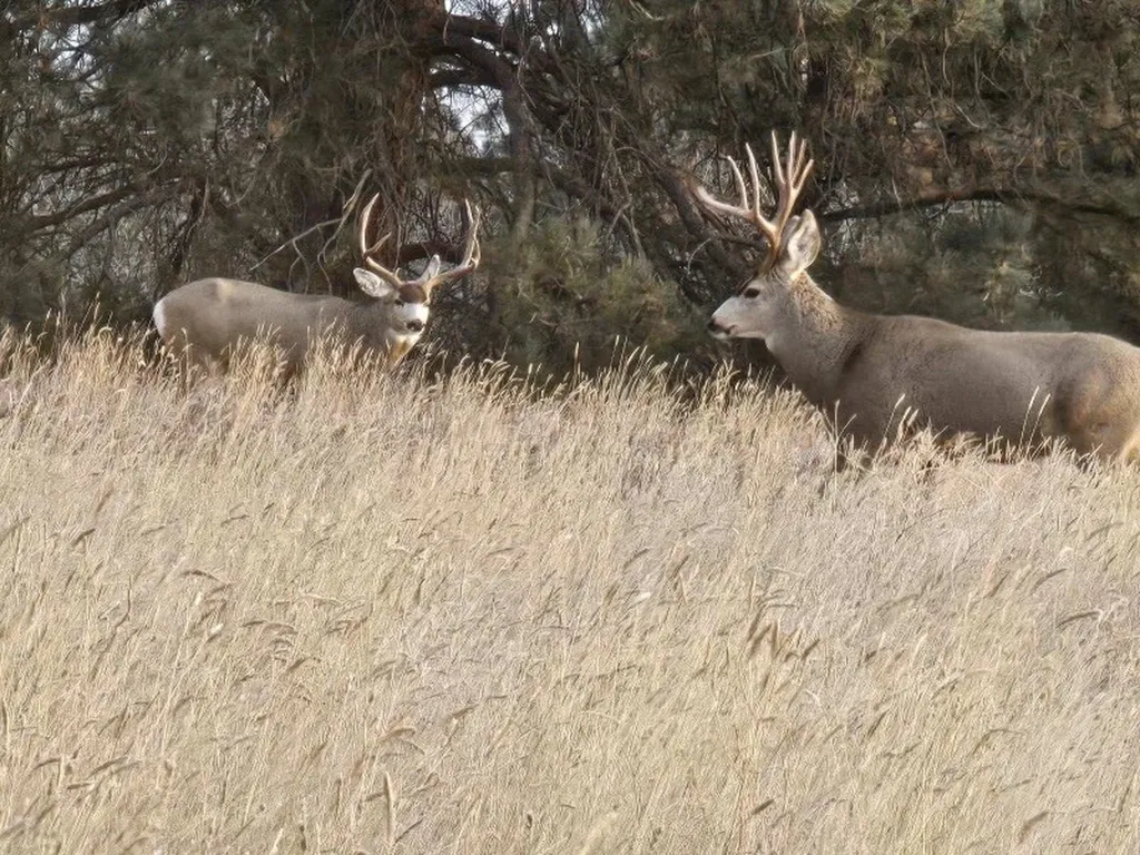 Tbd County Road 147a Custer MT 59024