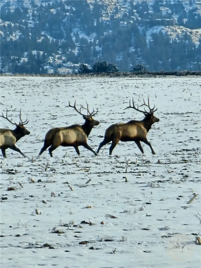 Tbd County Road 147a Custer MT 59024