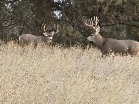 TBD County Road 147a Custer MT 59024
